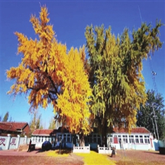 900多岁银杏树